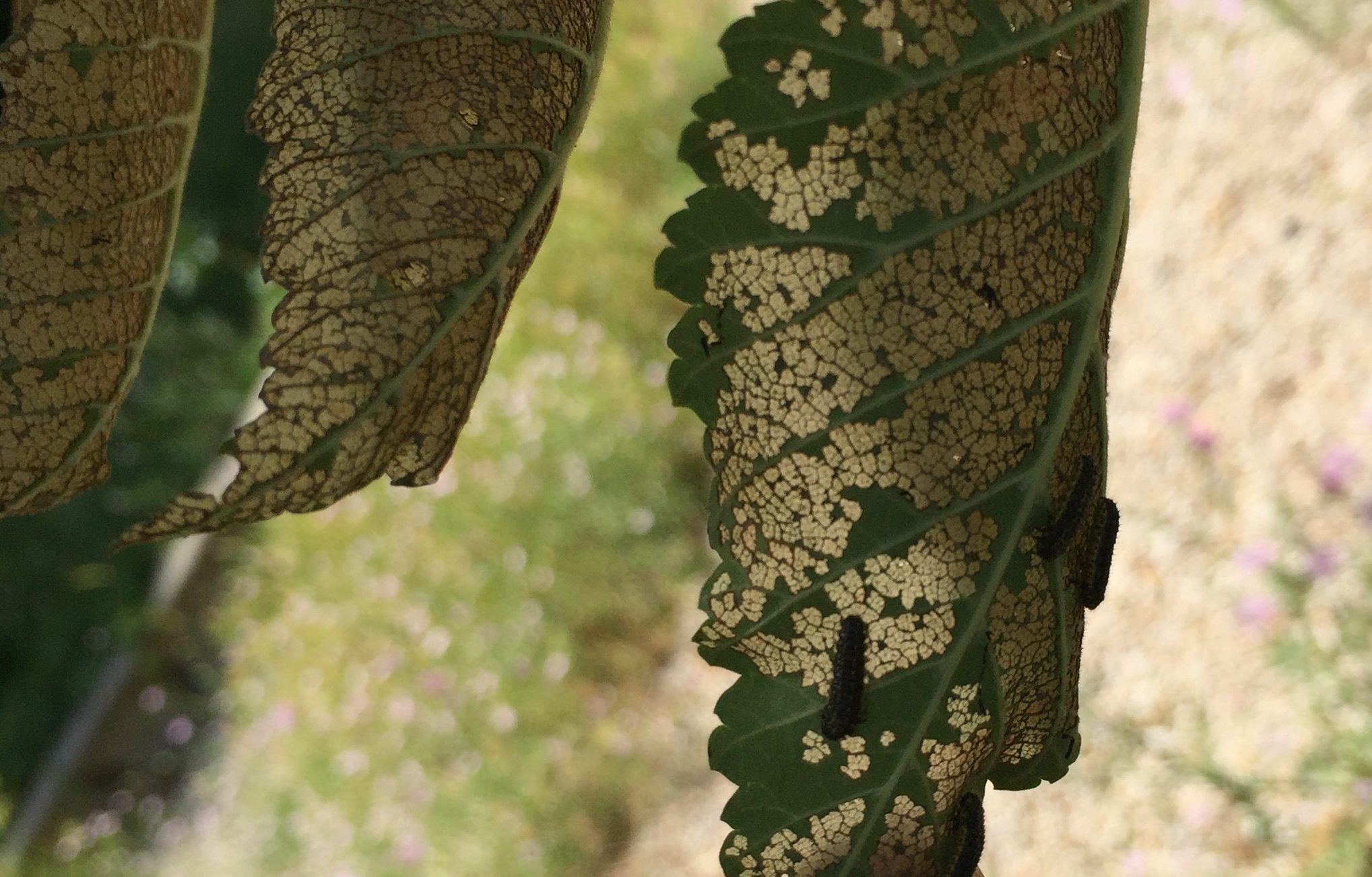 Primi interventi sugli olmi di Monteverde