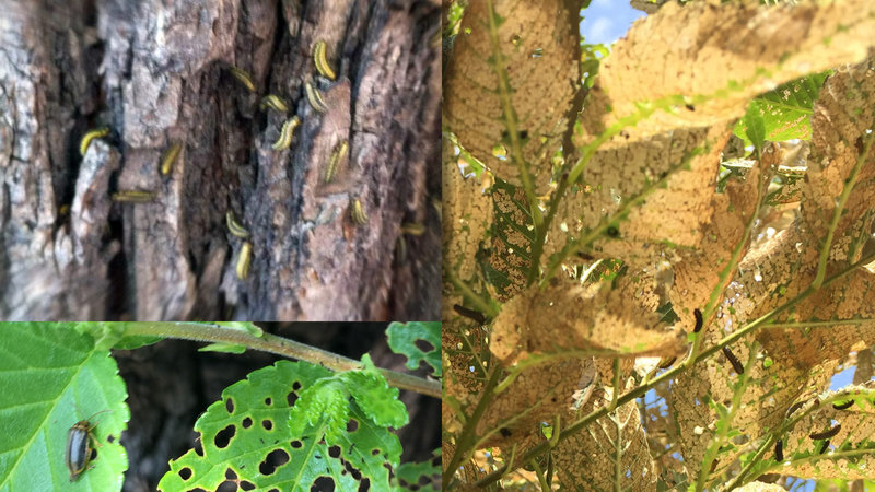 Salviamo gli Olmi di Roma!